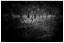Dark Side of the Woods