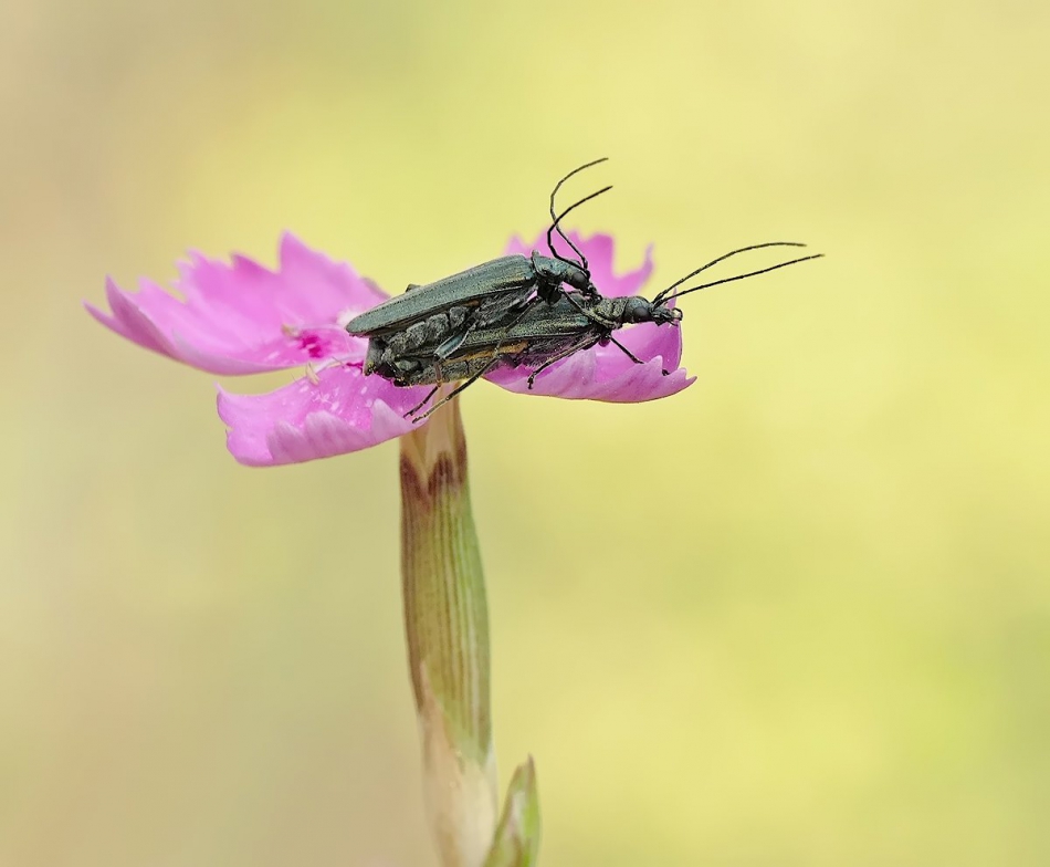 keni - Oedemera flavipes – Zalęszczyca kózkowata. PE proszę.. Zdjęcie 316125