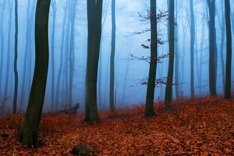 fotoel - Bażantarnia. . Zdjęcie 186647