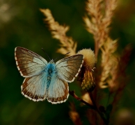 Motyl