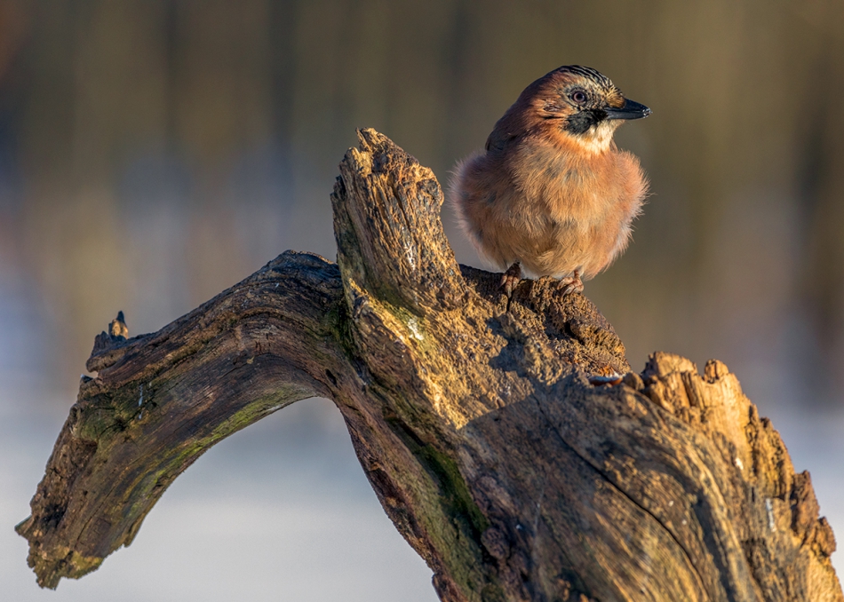 rybo_lub - S. . Zdjęcie 189705