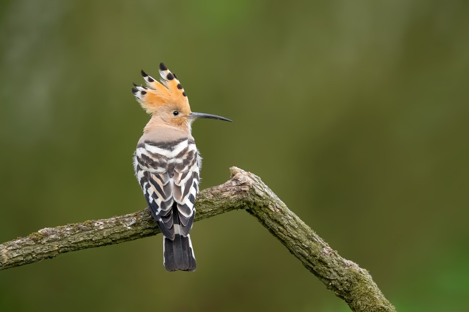 Czubek. Dudek (Upupa epops). Zdjęcie 339977