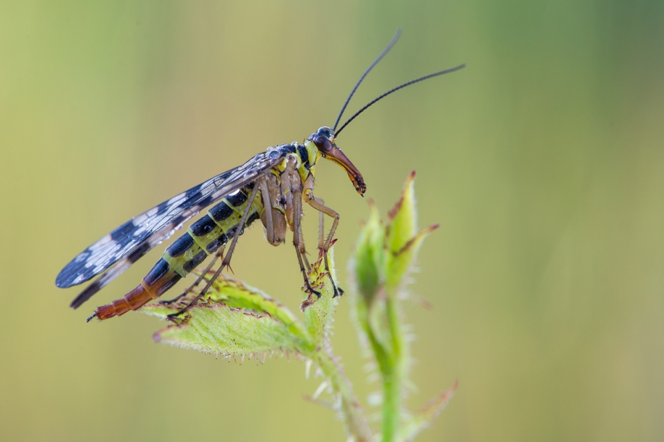 mariusz - Wojsiłka. Jakość na PE. Zdjęcie 170249