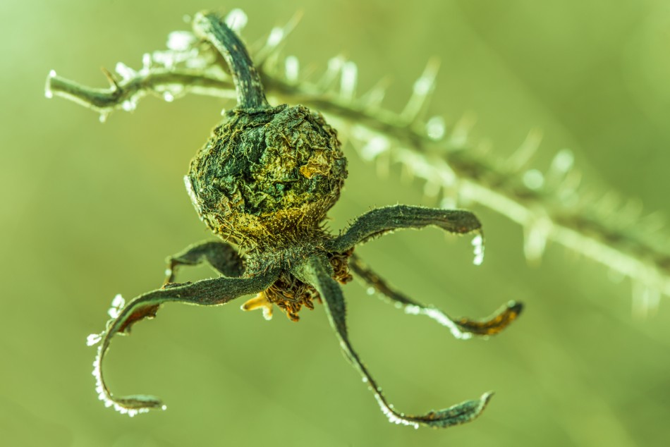 Przemijanie. . Zdjęcie 338086