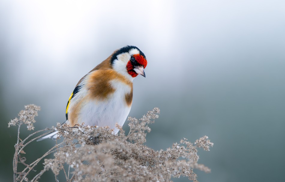 roman53 - Szczygieł. . Zdjęcie 338125