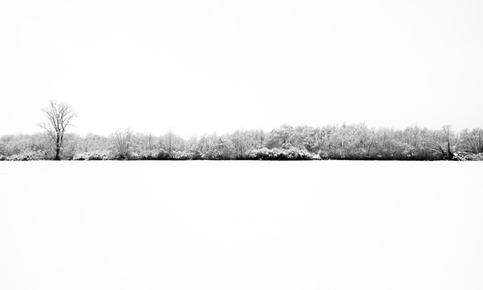 Drzewo. . Zdjęcie 337503