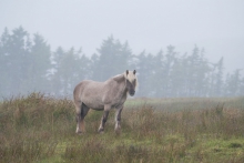 Highland Pony