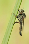 Machimus atricapillus