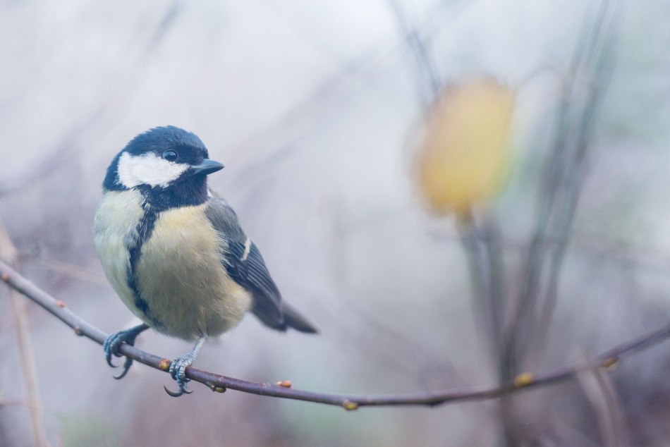 W magicznej mgle. . Zdjęcie 337849