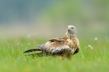 Kania Ruda, Red Kite (M...