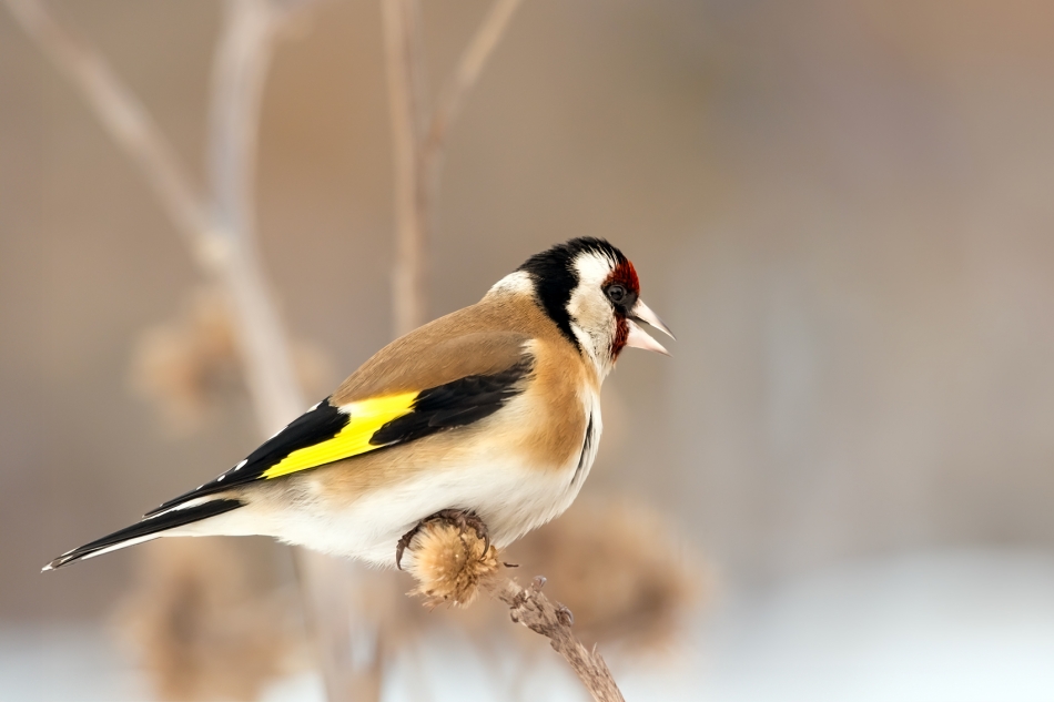 roman53 - . . Zdjęcie 329004