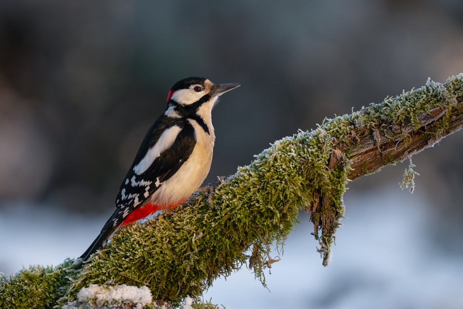 W pierwszych promieniach. Dzięcioł duży (Dendrocopos major). Zdjęcie 339395