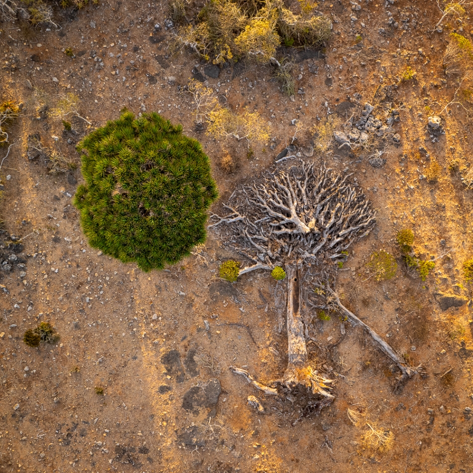 pawello91 - Życie i śmierć. Sokotra- Smocze drzewa . Zdjęcie 323802