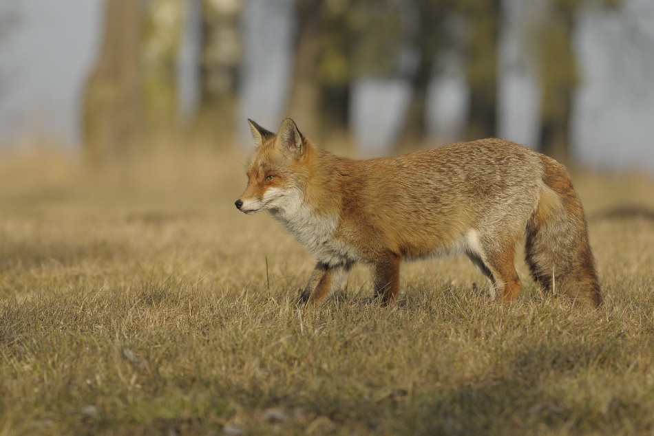 Lis w naturalnym środowisku. . Zdjęcie 339537