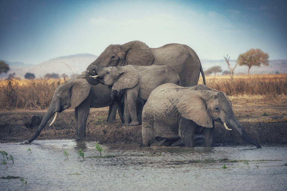 samurajgrzes - . Tanzania. Zdjęcie 318469
