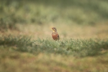 Ortolan