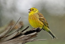 Solista