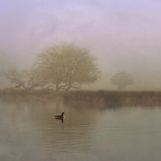 On a grey foggy day...