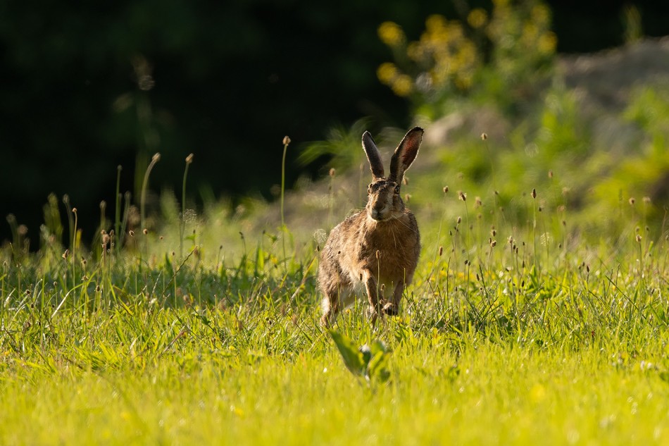 Zajączek :). . Zdjęcie 339711