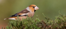 Grubodziób (Coccothraus...