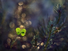 Wonderland