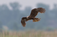 Błotniak stawowy.