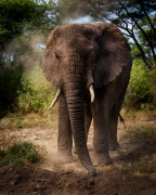 Elephant-Lake Manyara N...