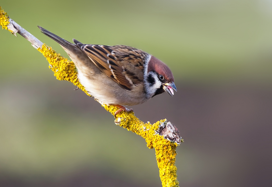 roman53 - . . Zdjęcie 287785