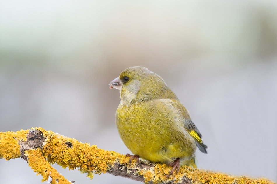 roman53 - . . Zdjęcie 290005