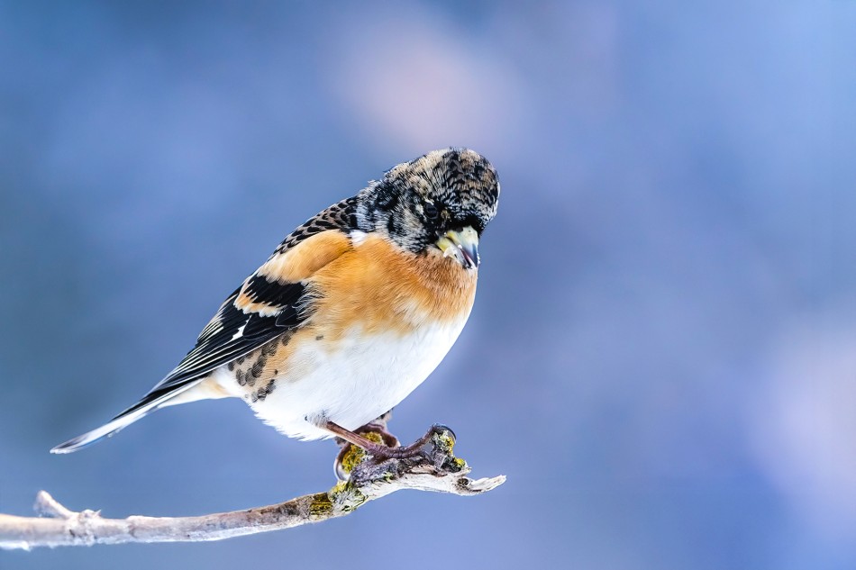 Jer. . Zdjęcie 339030