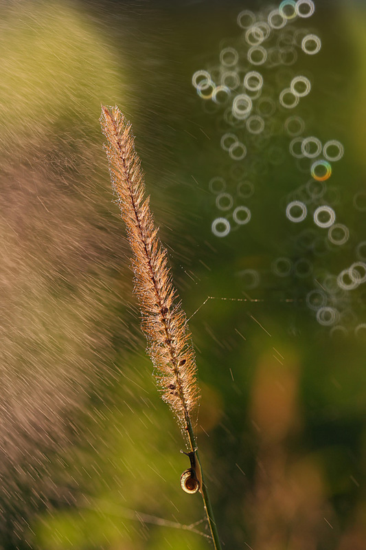 bluejeans - Marzyciel. . Zdjęcie 108843