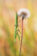 Mantis religiosa