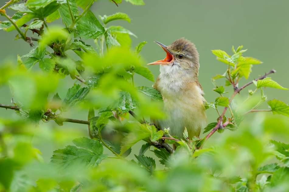 fotodam - Trzciniak. Trzciniak (Acrocephalus arundinaceus) Great Reed-Warbler . Zdjęcie 332979