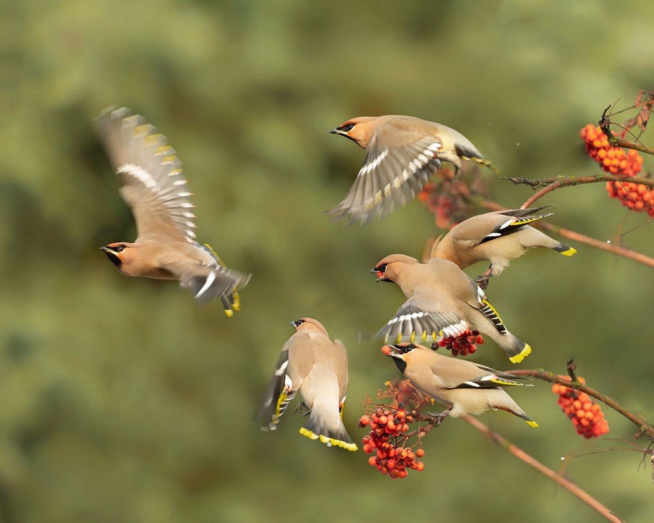 Jemiołuszki - oj działo się, działo.... . Zdjęcie 337855