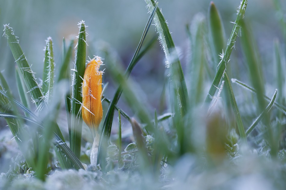Wiosenny krokus. Mroźny poranek. Zdjęcie 337953