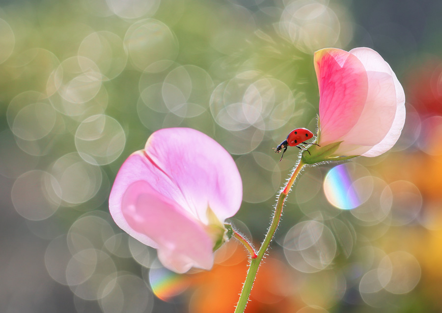 bluejeans - Kolekcjoner zapachów. . Zdjęcie 113927