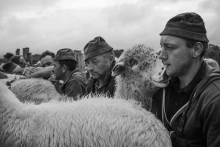 Pasterze - Karpaty 
