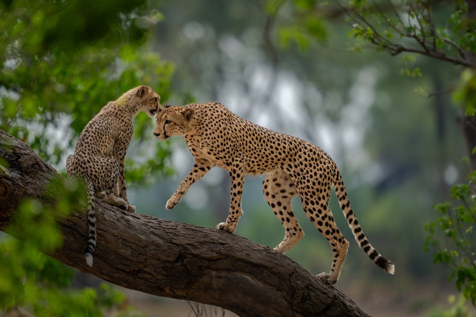 Lilen - Nietypowy drzewołaz. Gepardy, znane zwykle z biegania na dużych otwartych przestrzeniach, czasami mają ochotę do wchodzenia na łatwo dostępne drzewa. Jednak w przeciwieństwie do lampartów, gepardy nie są specjalnie przystosowane do życia w koron