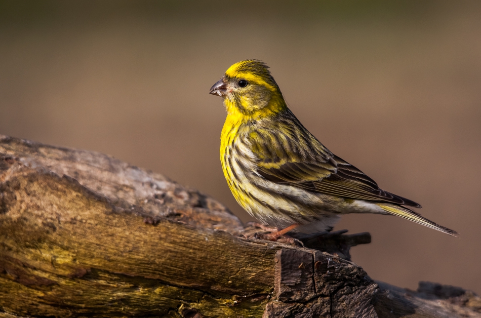 roman53 - . . Zdjęcie 308716