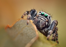 Evarcha Arcuata