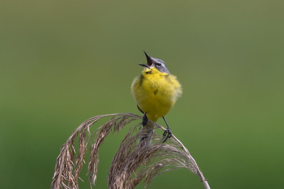 tomeq67 - Pliszka żółta.. . Zdjęcie 303058
