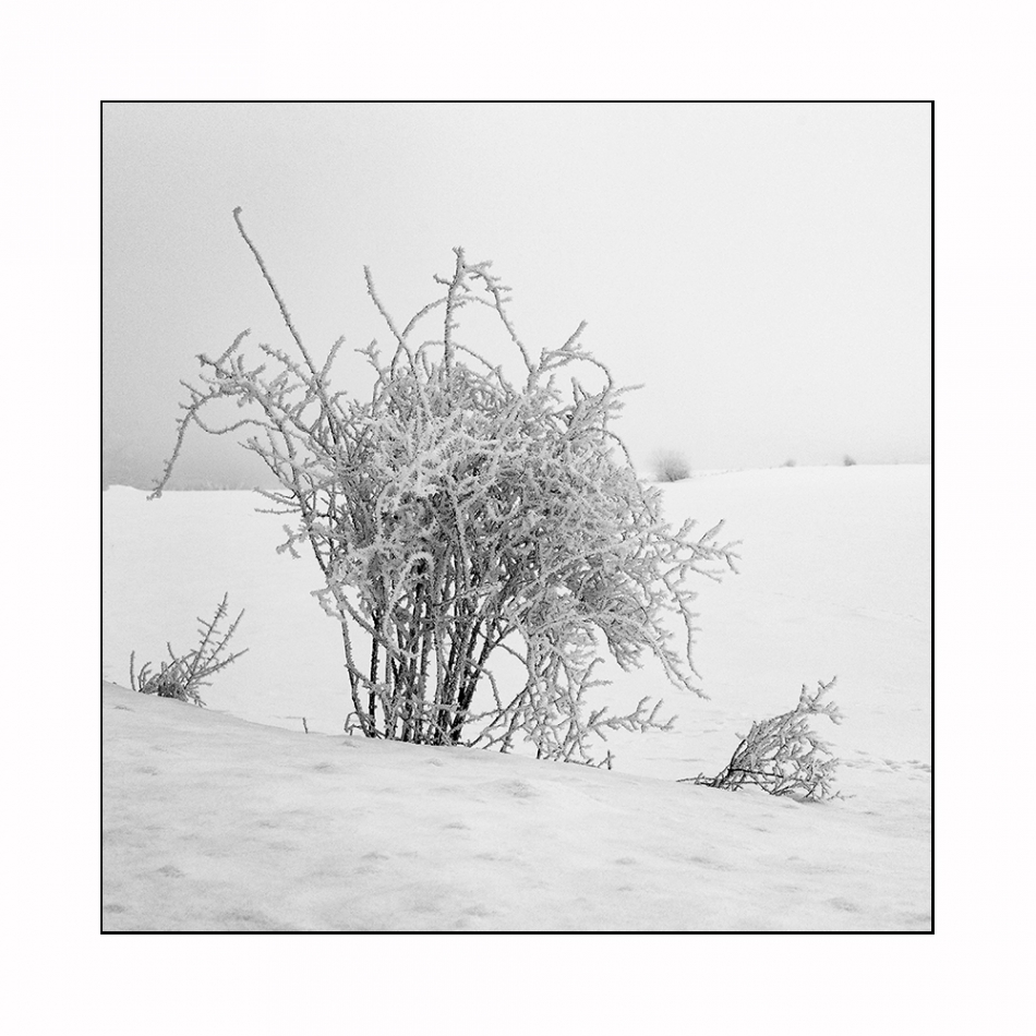 janish - . . Zdjęcie 186905