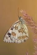 Polowiec szachownica 