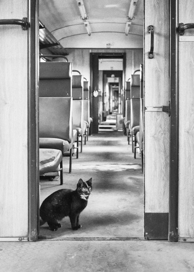 myszkin - Kot kolejowy. . Zdjęcie 310669