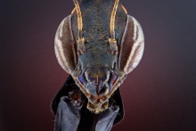 Phyllocrania paradoxa.