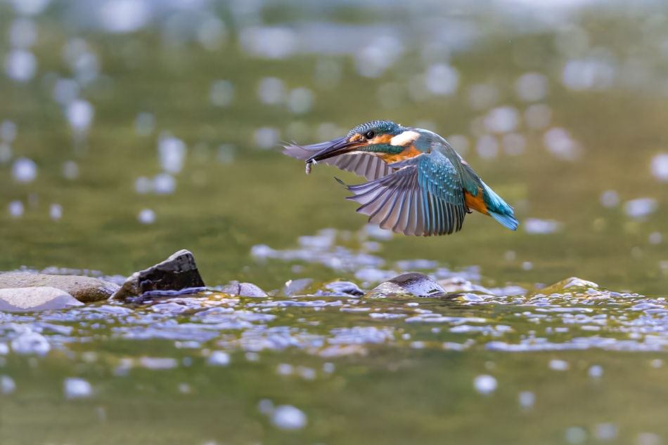 amigamedia - Latająca ryba.  Zimorodek - Alcedo atthis Przyroda naszego regionu-Skoczów. Sony ILCE-1+Sony SEL200600G FE 200-600mm f/5.6-6.3 G OSS Przysłona: F/5,6-Czas ekspozycji-1/2500 s-ISO-10000-Ogniskowa-300 mm.. Zdjęcie 334609