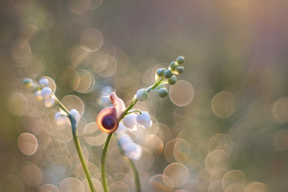 agnez - . PE. Zdjęcie 212307