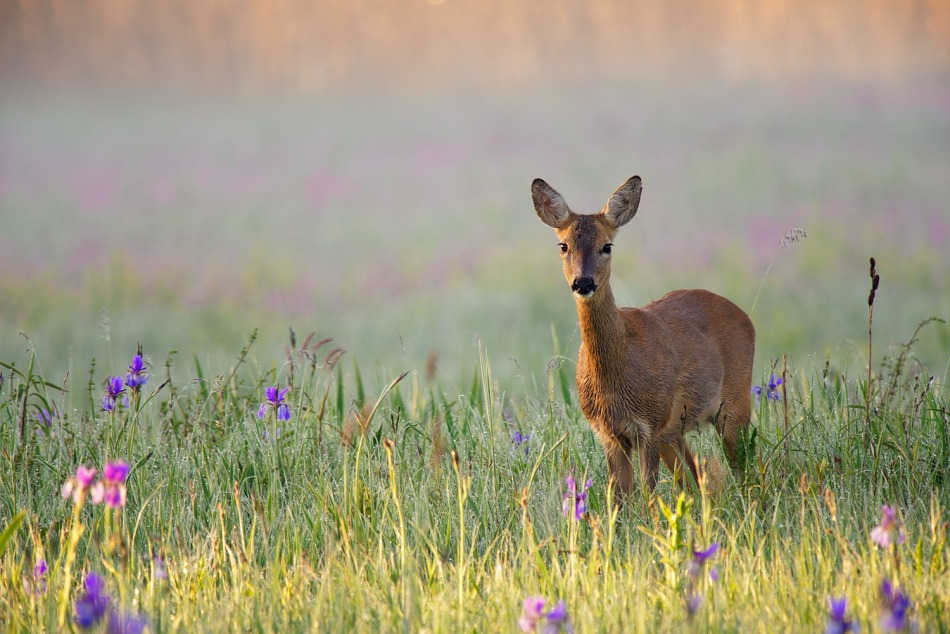 valkirja - . . Zdjęcie 290145