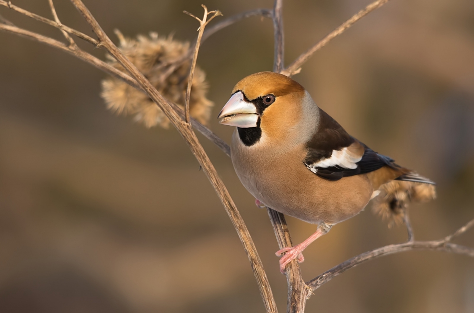 roman53 - Grubodziób. . Zdjęcie 315659