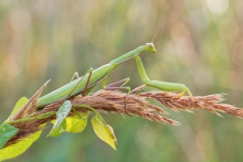 Mantis religiosa